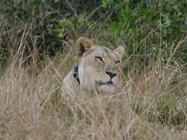 Leeuw (Panthera leo)